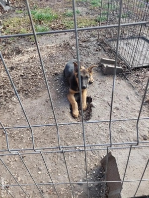 Pui din rasa ciobănesc german