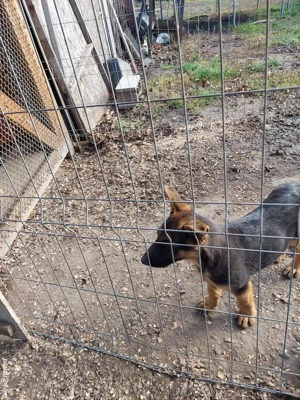 Pui din rasa ciobănesc german - imagine 4