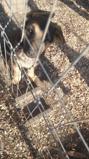 Pui din rasa ciobănesc german - imagine 5