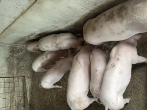 Godaci,rasă de carne - imagine 2