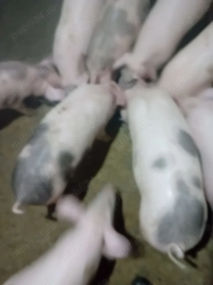 Vând purcei de 14 săptămâni 
