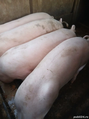 porci de vânzare  pt Craciun - imagine 2