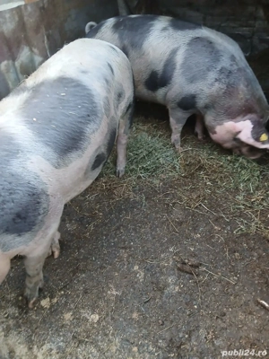 porci de vânzare  pt Craciun - imagine 4