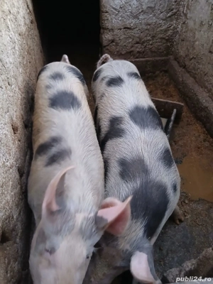 porci de vânzare  pt Craciun - imagine 3