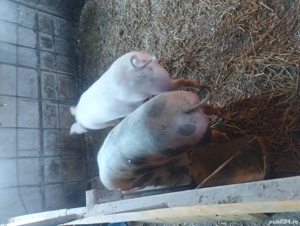 vand porci 80-110 kg - imagine 3