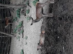 De vimzare carpatini