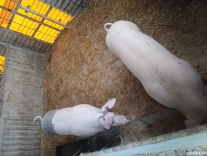 vand porci 80-110 kg