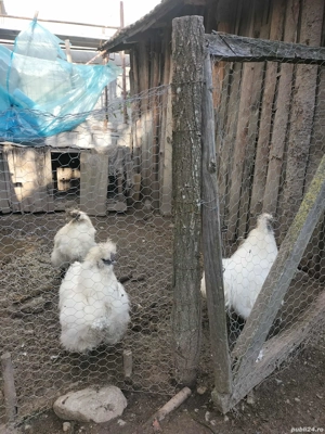 găini de mătase japoneza  - imagine 3