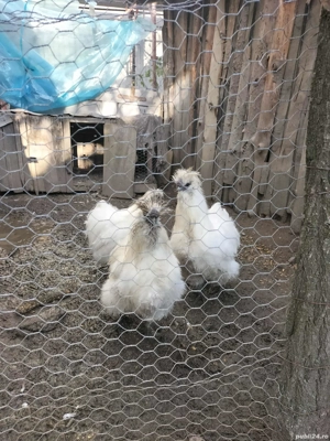 găini de mătase japoneza 