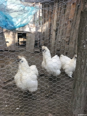 găini de mătase japoneza  - imagine 2