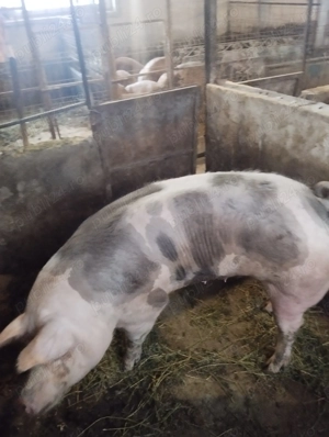 De vânzare scroafă pietrean tânără 250 kg Horia Neamț 