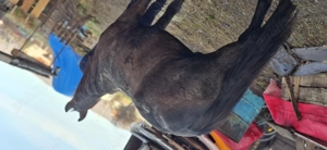 Vând cal foarte blând 