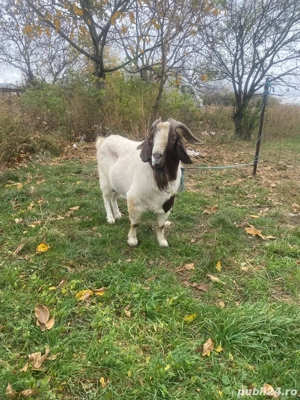 vand tap boer import sau schimb - imagine 2