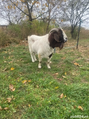 vand tap boer import sau schimb - imagine 4