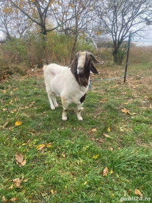 vand tap boer import sau schimb - imagine 5