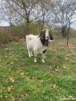 vand tap boer import sau schimb - imagine 3