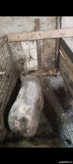 porci si purcei! - imagine 4