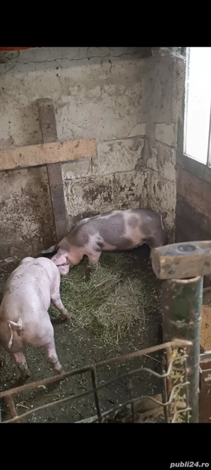 porci si purcei! - imagine 2