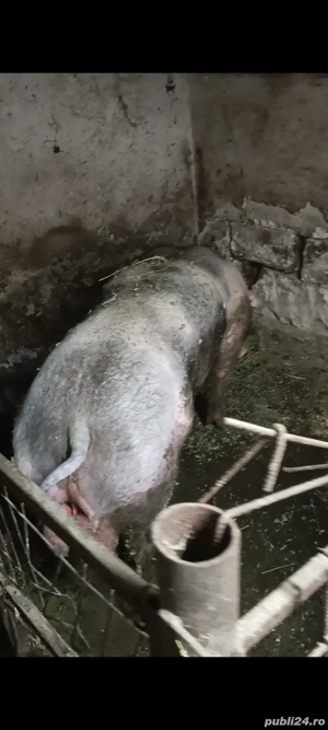 porci si purcei! - imagine 3
