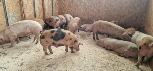 12 lei kg locatie dumbravesti prahova  - imagine 3