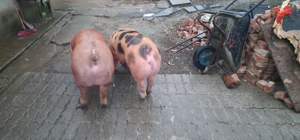 12 lei kg locatie dumbravesti prahova 