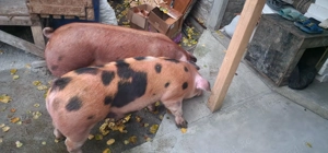 12 lei kg locatie dumbravesti prahova  - imagine 2