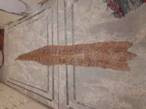 Piele naturala piton