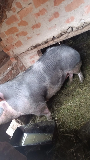 porci si purcei! - imagine 5