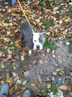 Căutăm căsuță nouă 