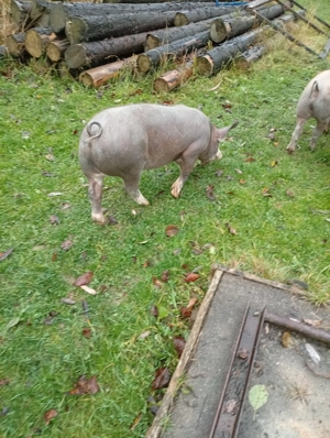 Vând porci, grăsuni, pietrean belgian cu duroc