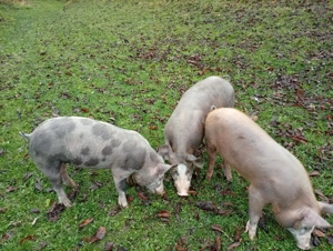 Vând porci, grăsuni, pietrean belgian cu duroc - imagine 2