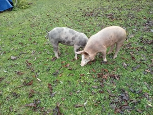 Vând porci, grăsuni, pietrean belgian cu duroc - imagine 3