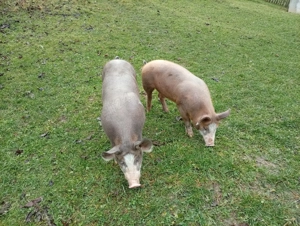 Vând porci, grăsuni, pietrean belgian cu duroc - imagine 5