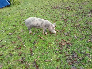 Vând porci, grăsuni, pietrean belgian cu duroc - imagine 4