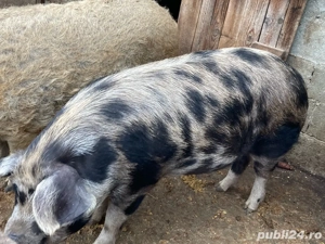 Porci ! ll - imagine 2