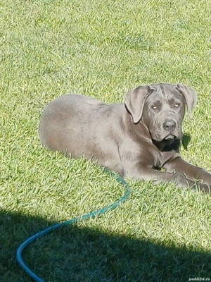 Cane corso Femelă.
