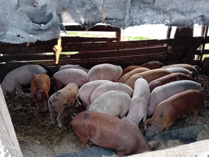 Vând porci  - imagine 2