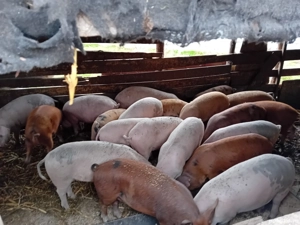 Vând porci 