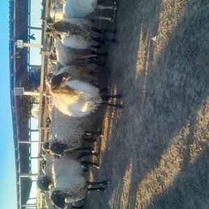 Vând 250 de capre tinere bune de lapte preț 400buc. Și 90 de oii carabase 850 - imagine 3