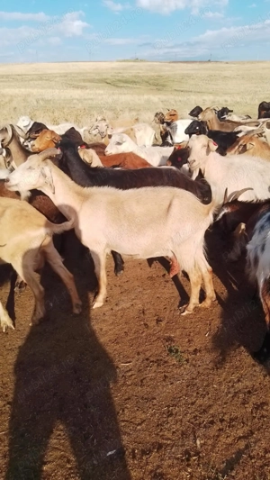 Vând 250 de capre tinere bune de lapte preț 400buc. Și 90 de oii carabase 850