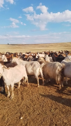 Vând 250 de capre tinere bune de lapte preț 400buc. Și 90 de oii carabase 850 - imagine 2