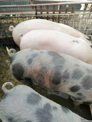 pentru masa de craciun