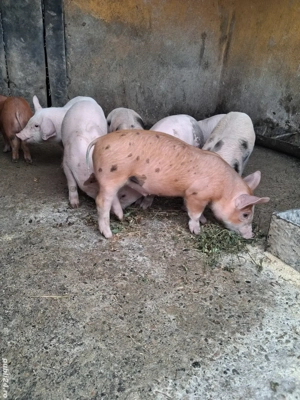 de vânzare 8 purcei de 6 săptămâni  - imagine 2