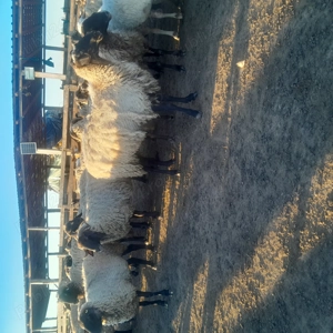 Vând 250 de capre tinere bune de lapte preț 400buc. Și 90 de oii carabase 850 - imagine 4