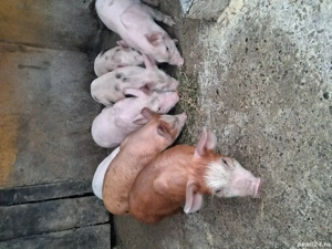 de vânzare 8 purcei de 6 săptămâni  - imagine 4
