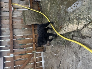 Vând un cățel de întors Mudi  - imagine 2