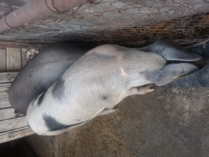 Porci frumoși de carne - imagine 2