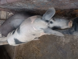 Porci frumoși de carne