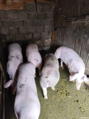 De vanzare porci tineri de carne.