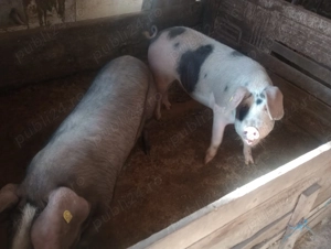 Porci frumoși de carne - imagine 4